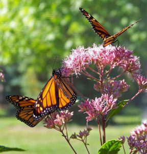 monarchs