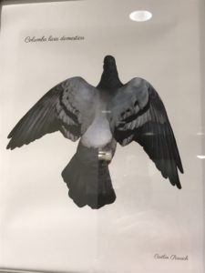 pigeon drawing